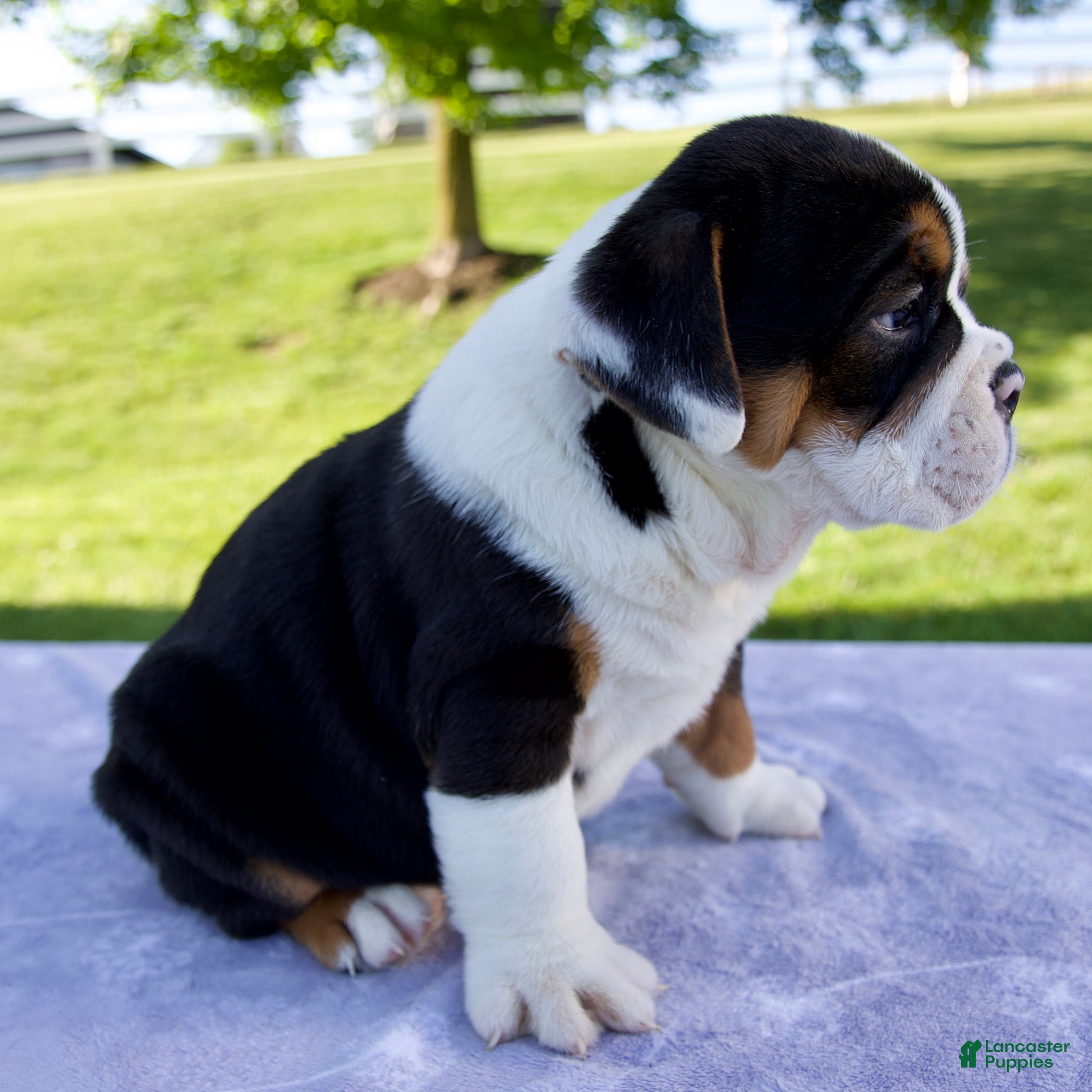 Beabull dogs for sale: Bruno - Ad 3