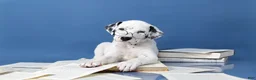 Dalmatian dogs for sale: Dalmatian Puppy 1 - Ad 3