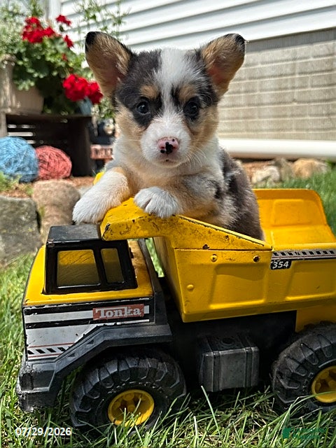 Welsh Corgi Pembroke dogs Nash - Ad 2