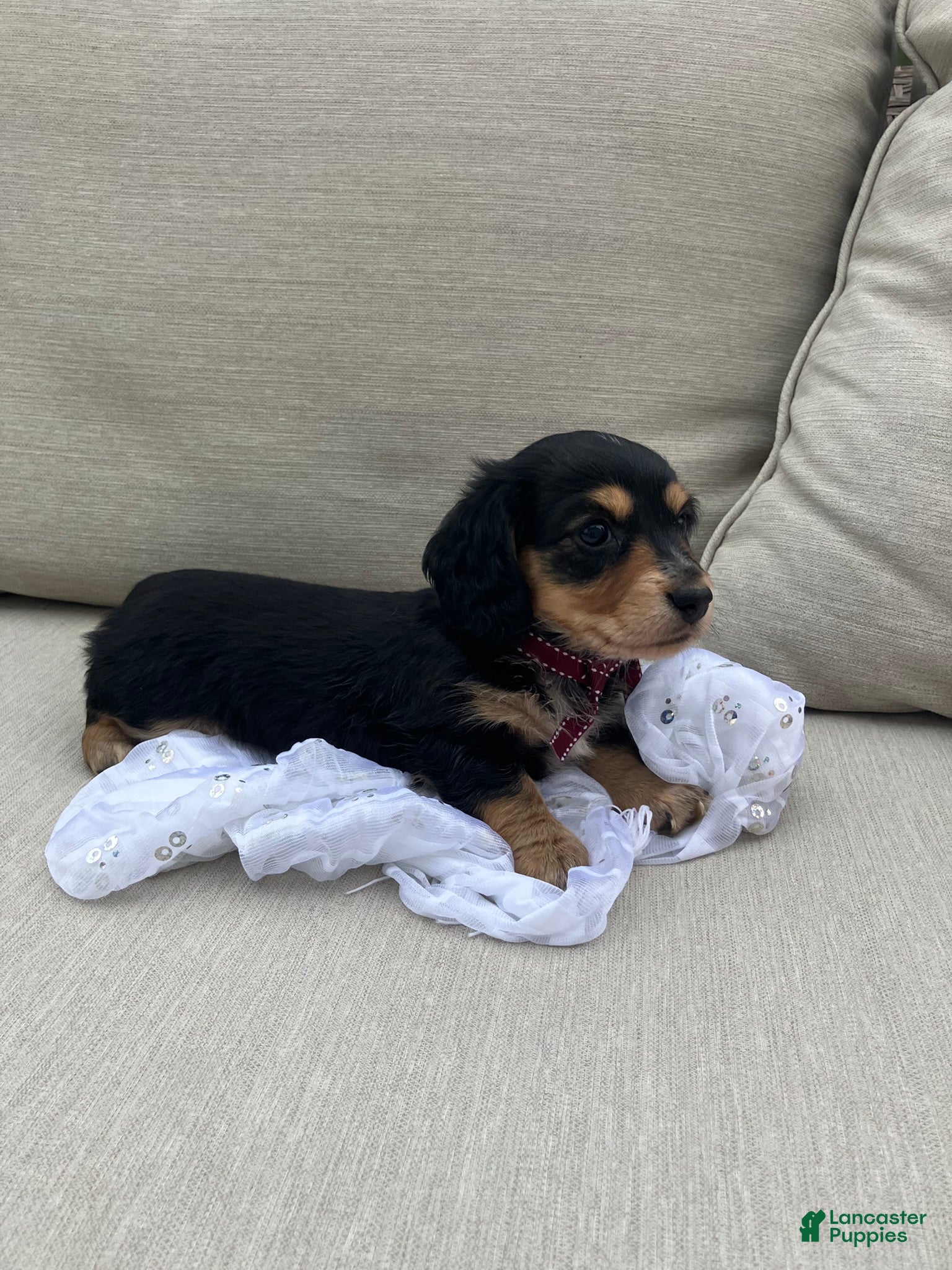 Miniature Dachshund dogs for sale: Isabella - Ad 2
