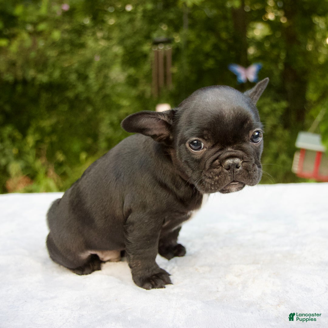 French Bulldog Black British Bulldog Puppies English Bulldog Non