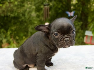 French Bulldog dogs - Ad 21