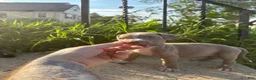 American Bully dogs for sale: Cupcake  - Ad 14