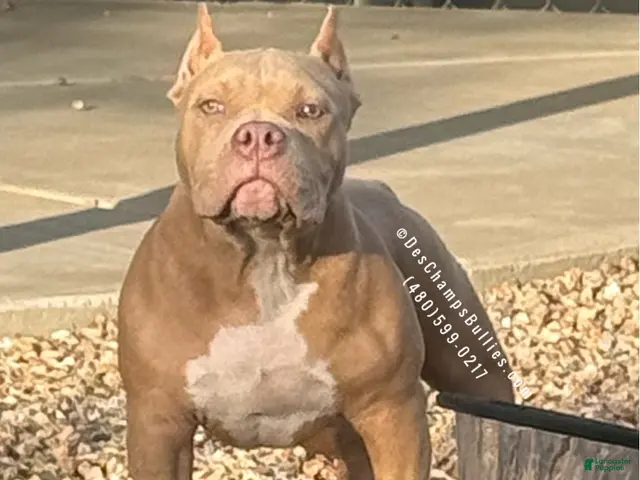 American Bully dogs for sale: American Bully 1 - Ad 1