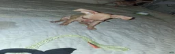 Mixed Breed dogs for sale: Mixed Breed 2 - Ad 2
