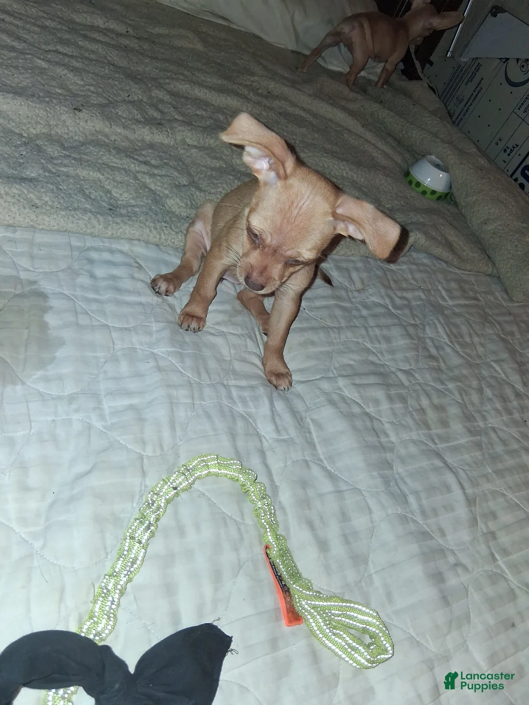 Mixed Breed dogs for sale: Mixed Breed 2 - Ad 2