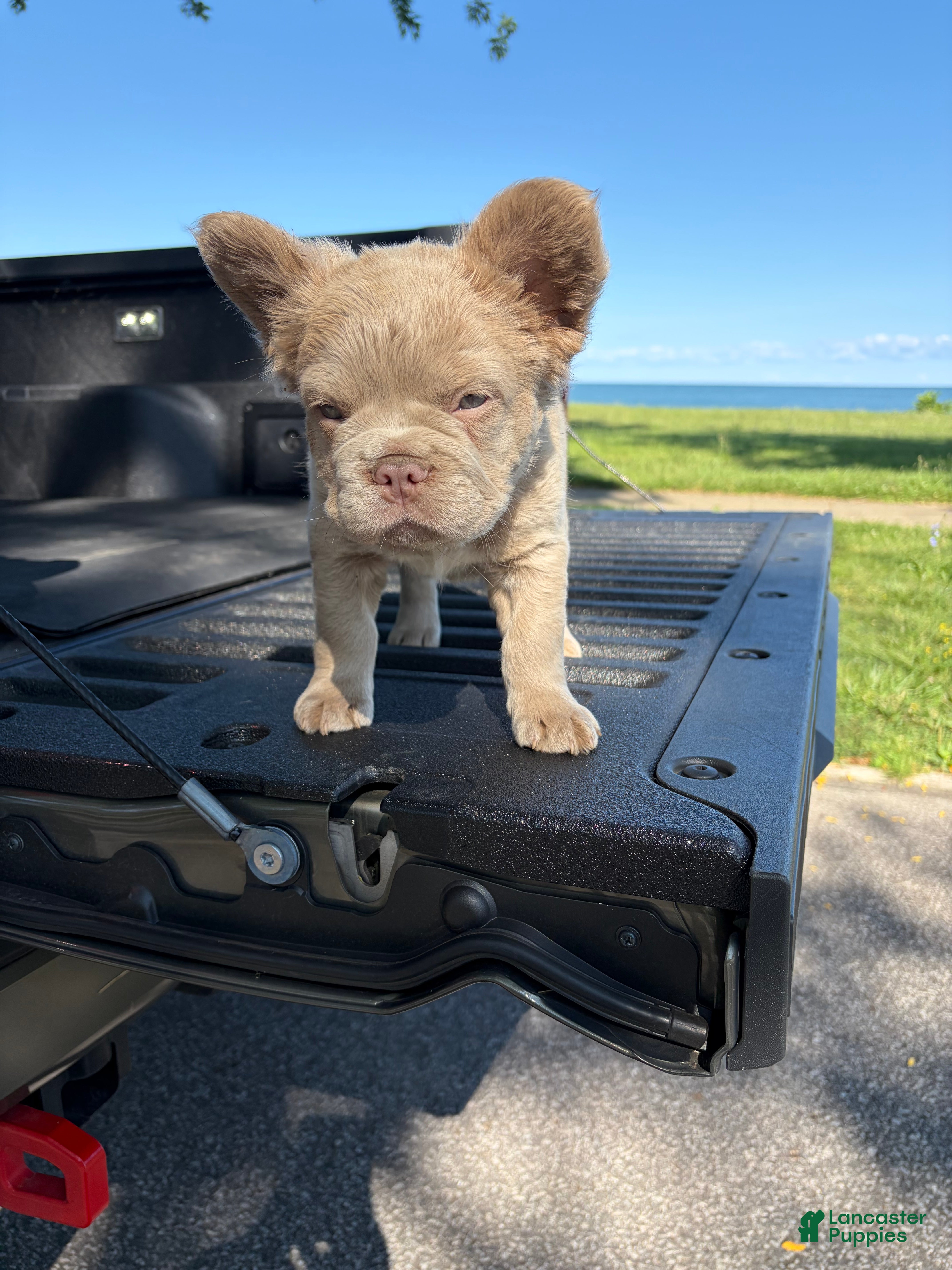 French Bulldog dogs French Bulldog 4 - Ad 2