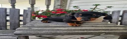 Dachshund dogs for sale: Bud - Ad 8