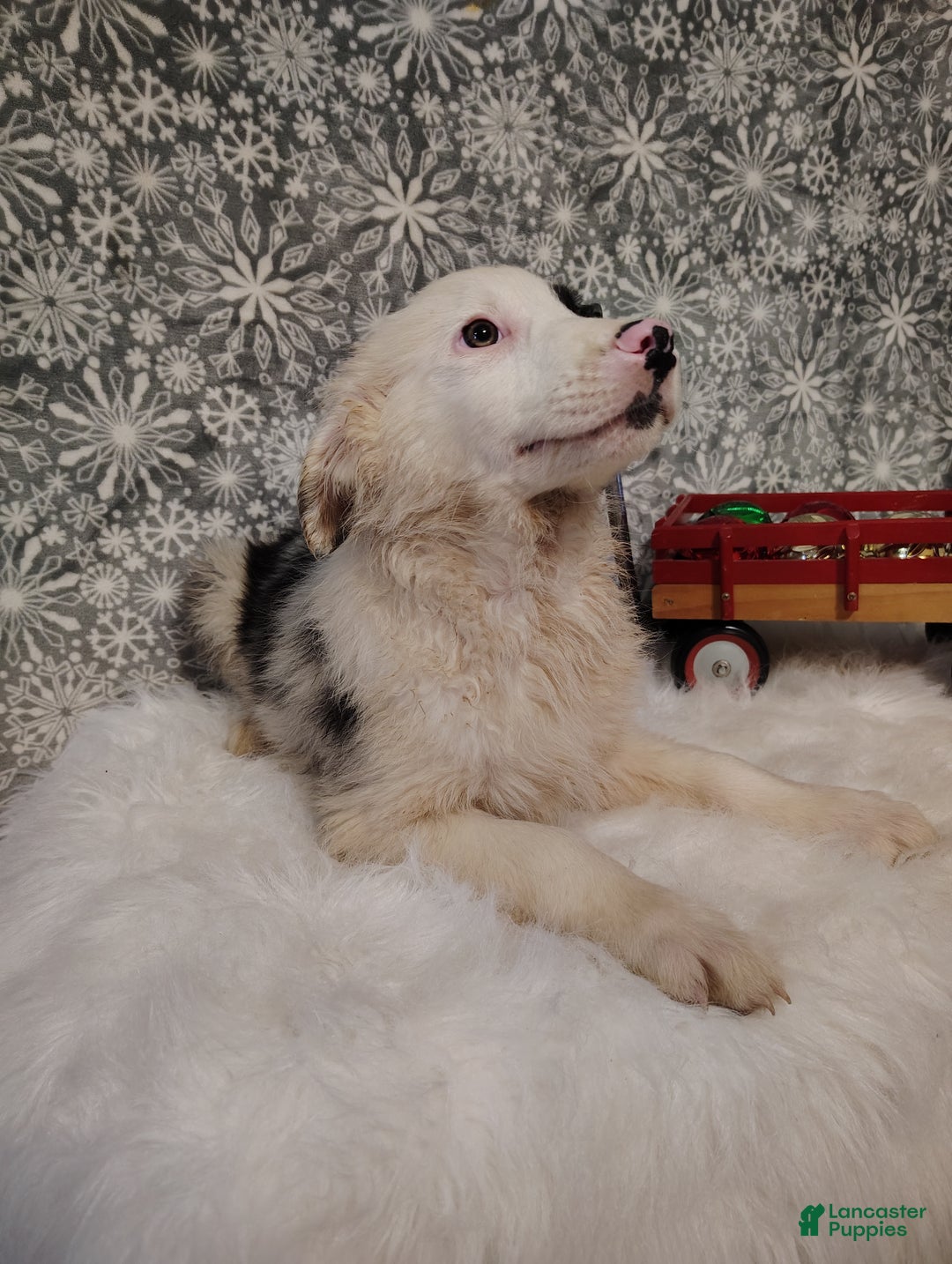 Australian Shepherd dogs for sale: Coffee - Ad 2