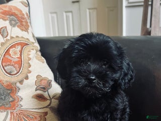 Havapoo dogs - Ad 32