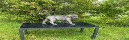 Cane Corso dogs for sale: Cane Corso Puppy 4 - Ad 4