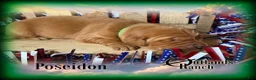 Golden Retriever dogs for sale: Poseidon~Green Collar - Ad 3