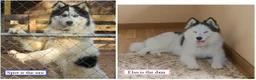 Siberian Husky dogs for sale: Siberian Husky Puppy 3 - Ad 2