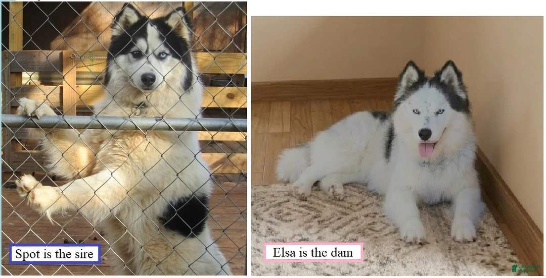 Siberian Husky dogs for sale: Siberian Husky Puppy 3 - Ad 2