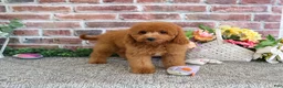 Cavapoo dogs for sale: Chanel - Ad 5