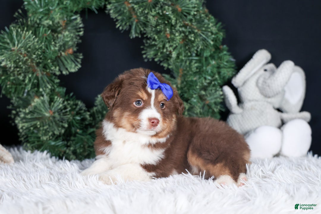 Miniature Australian Shepherd dogs for sale: SPIKE - Ad 7