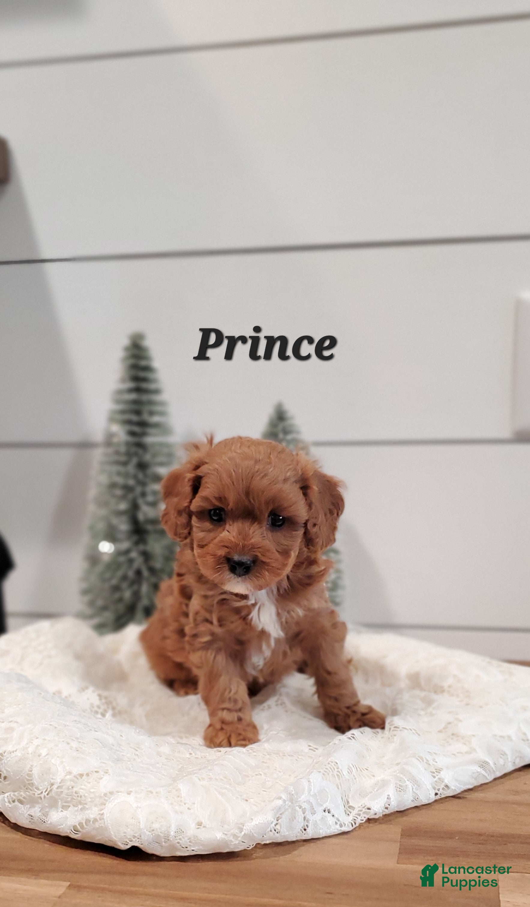 Cavapoo dogs Prince - Ad 32