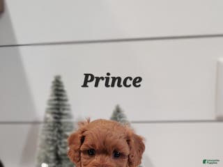 Cavapoo dogs Prince - Ad 32