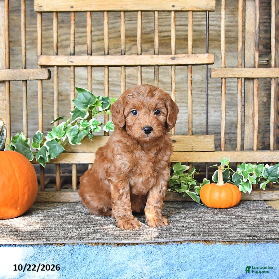 Mini Goldendoodle dogs for sale: Coral - Ad 2