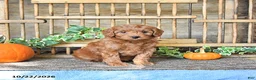 Mini Goldendoodle dogs for sale: Coral - Ad 2