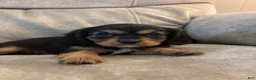 Mixed Breed dogs for sale: Eliette - Ad 4