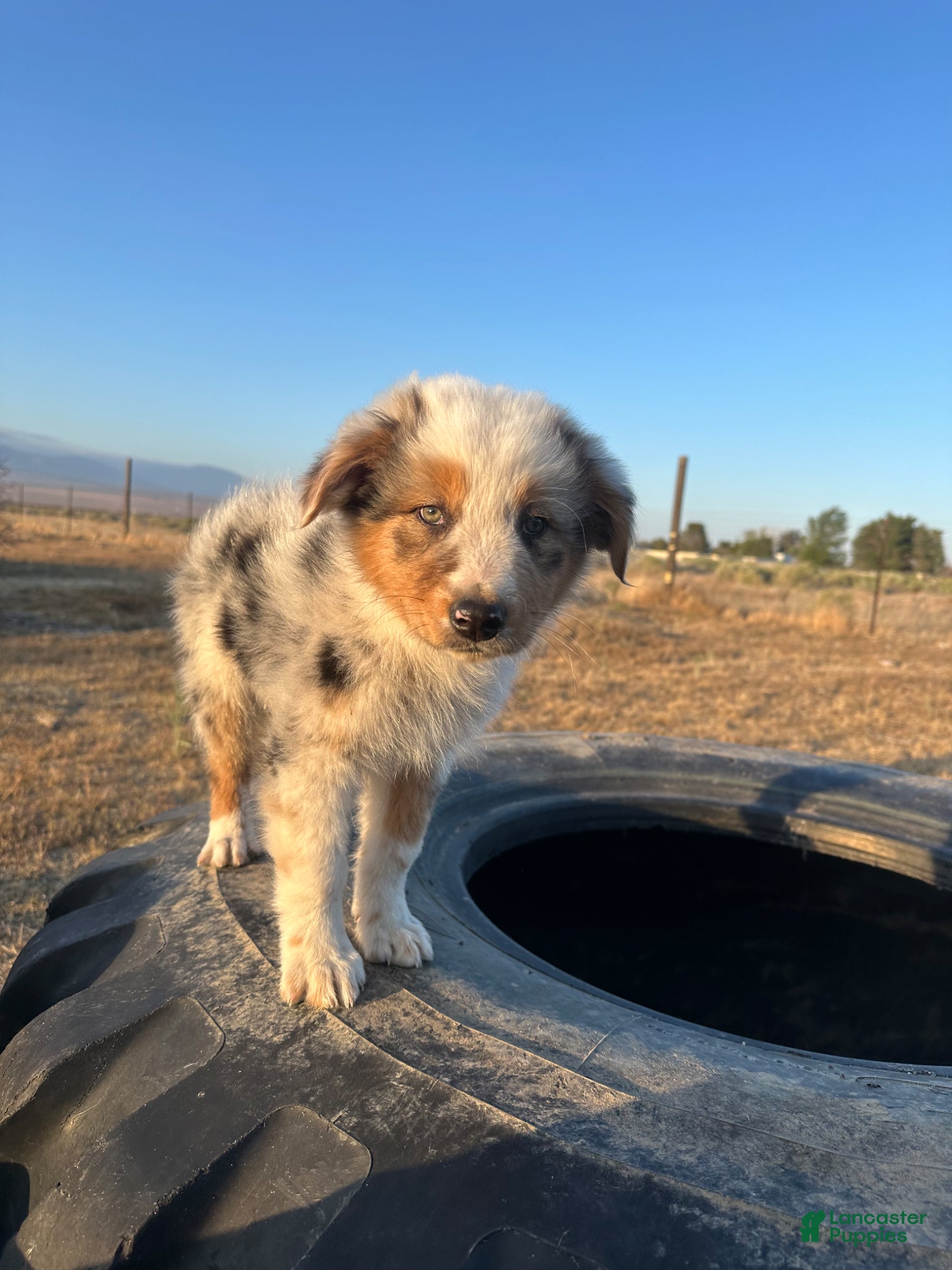 Mixed Breed dogs Puffball - Ad 32