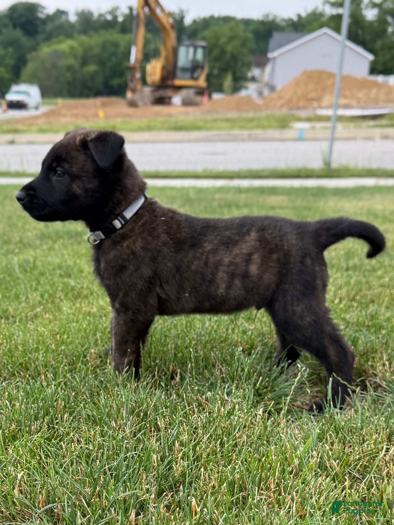 Mixed Breed dogs Jasper - Ad 11