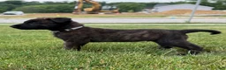 Mixed Breed dogs for sale: Jasper - Ad 1