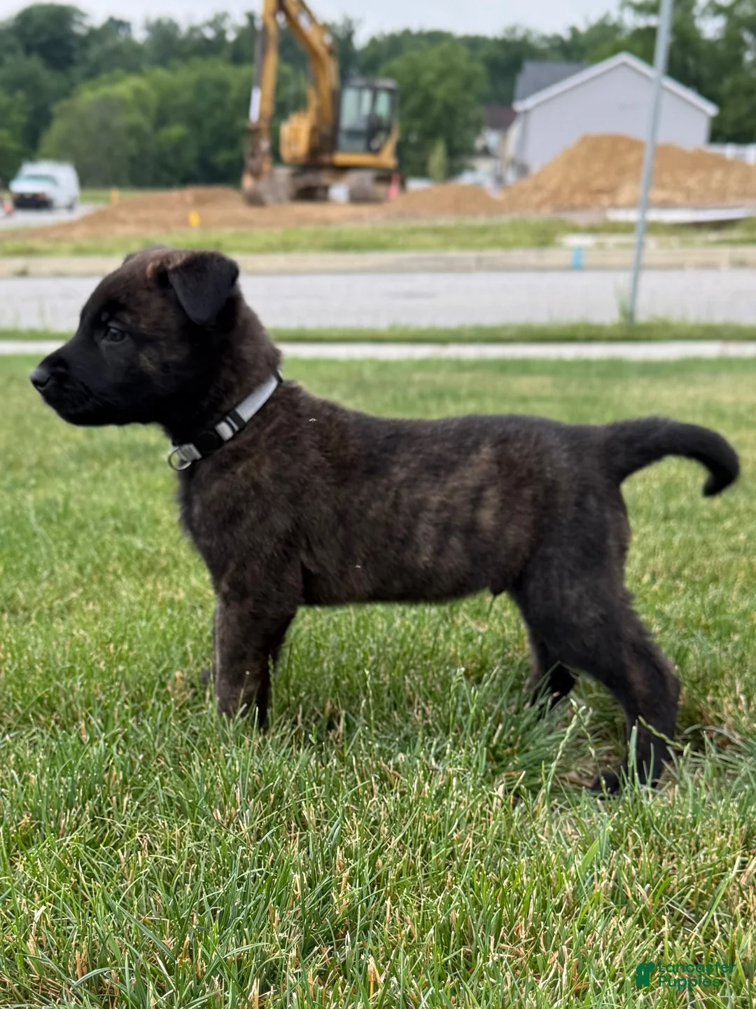 Mixed Breed dogs for sale: Jasper - Ad 1