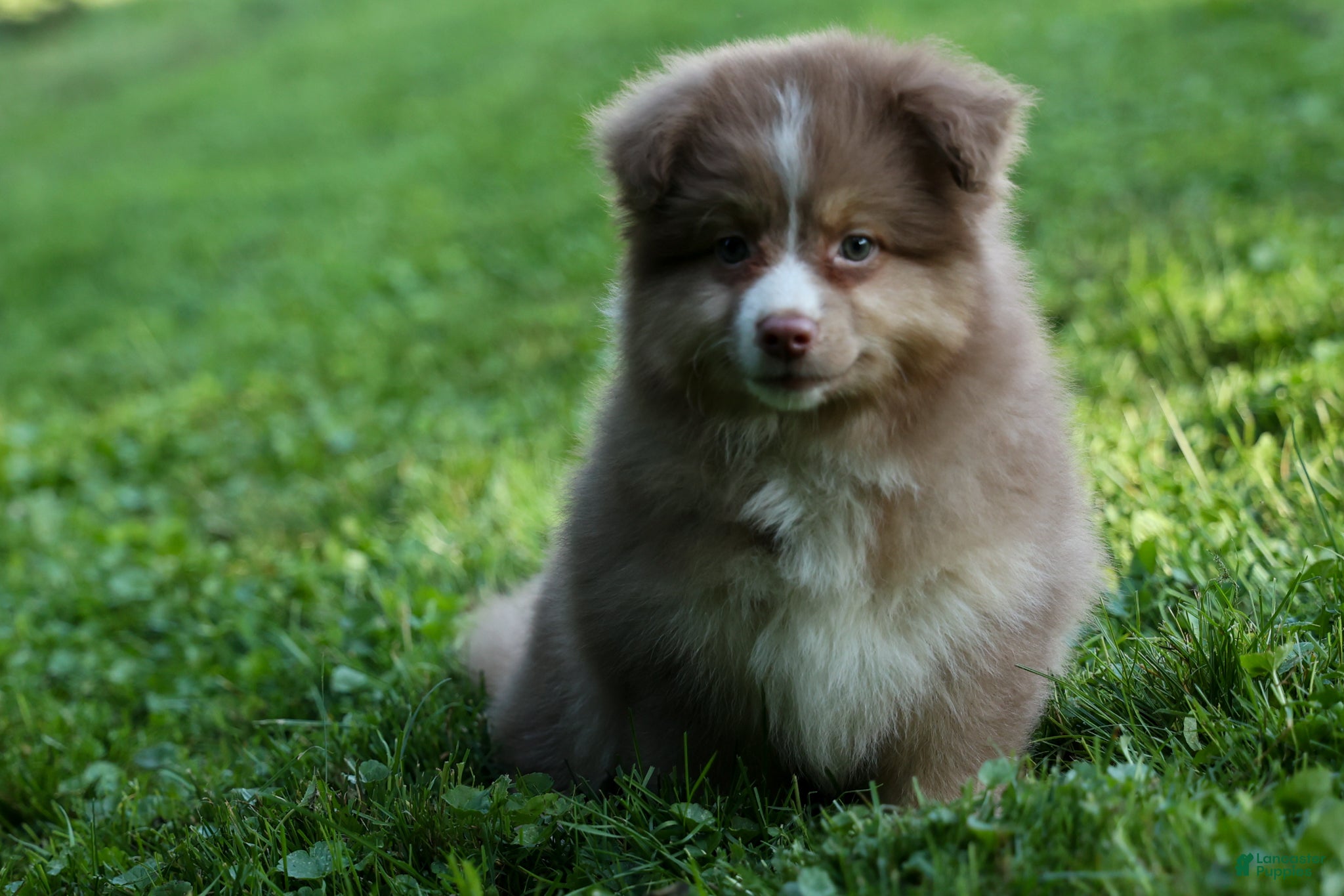 Miniature Australian Shepherd dogs LUCKY [ new pictures] - Ad 2