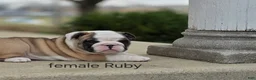 English Bulldog dogs for sale: English Bulldog Puppy 4 - Ad 14