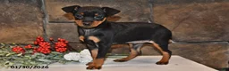 Miniature Pinscher dogs for sale: Archie - Ad 1