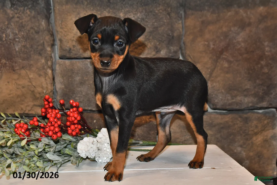 Miniature Pinscher dogs for sale: Archie - Ad 1