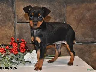 Miniature Pinscher dogs Archie - Ad 3