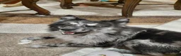 Pomsky dogs for sale: Twin - Ad 4