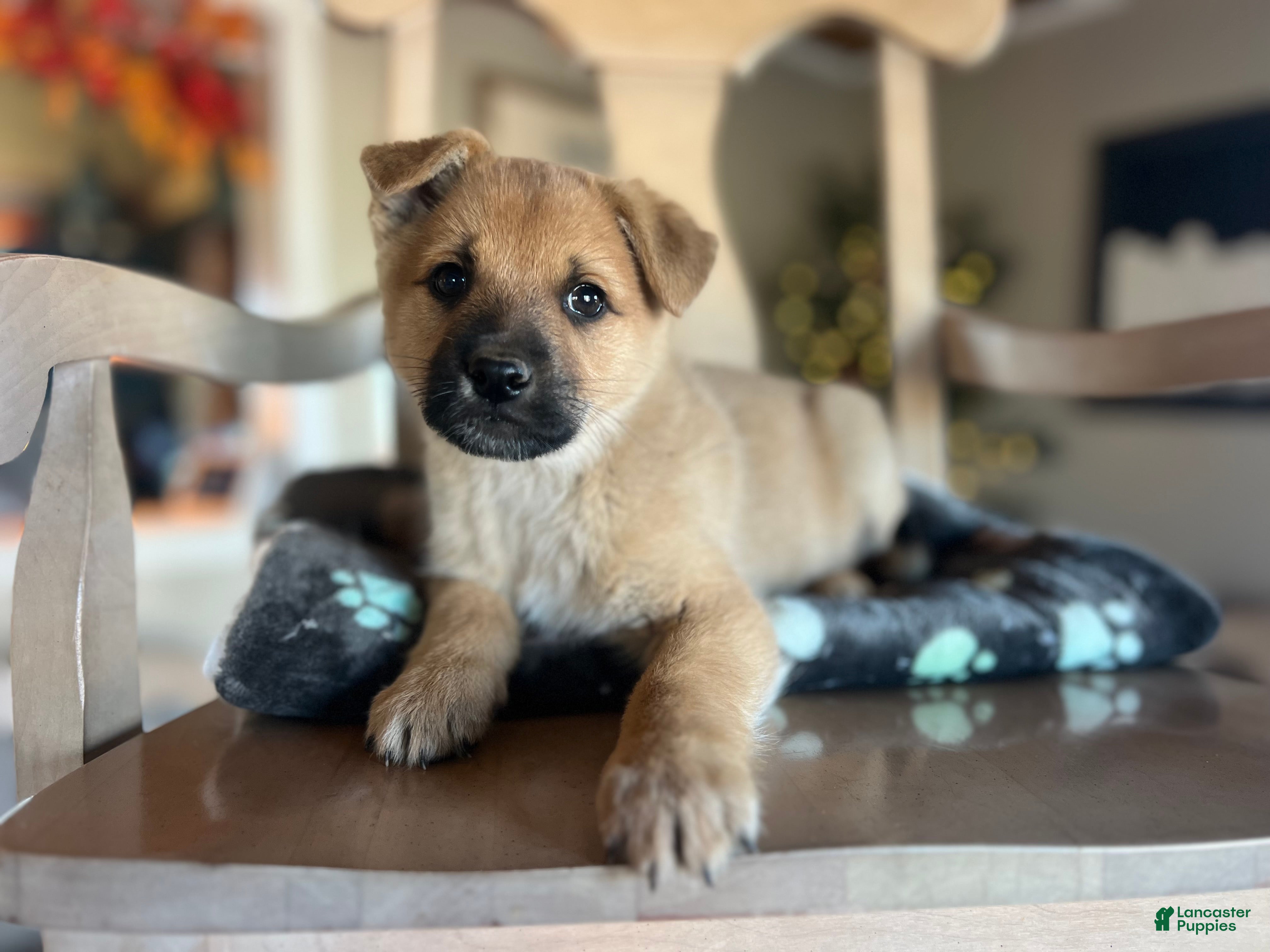 Mixed Breed dogs Dusty - Ad 11