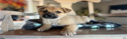 Mixed Breed dogs for sale: Dusty - Ad 1