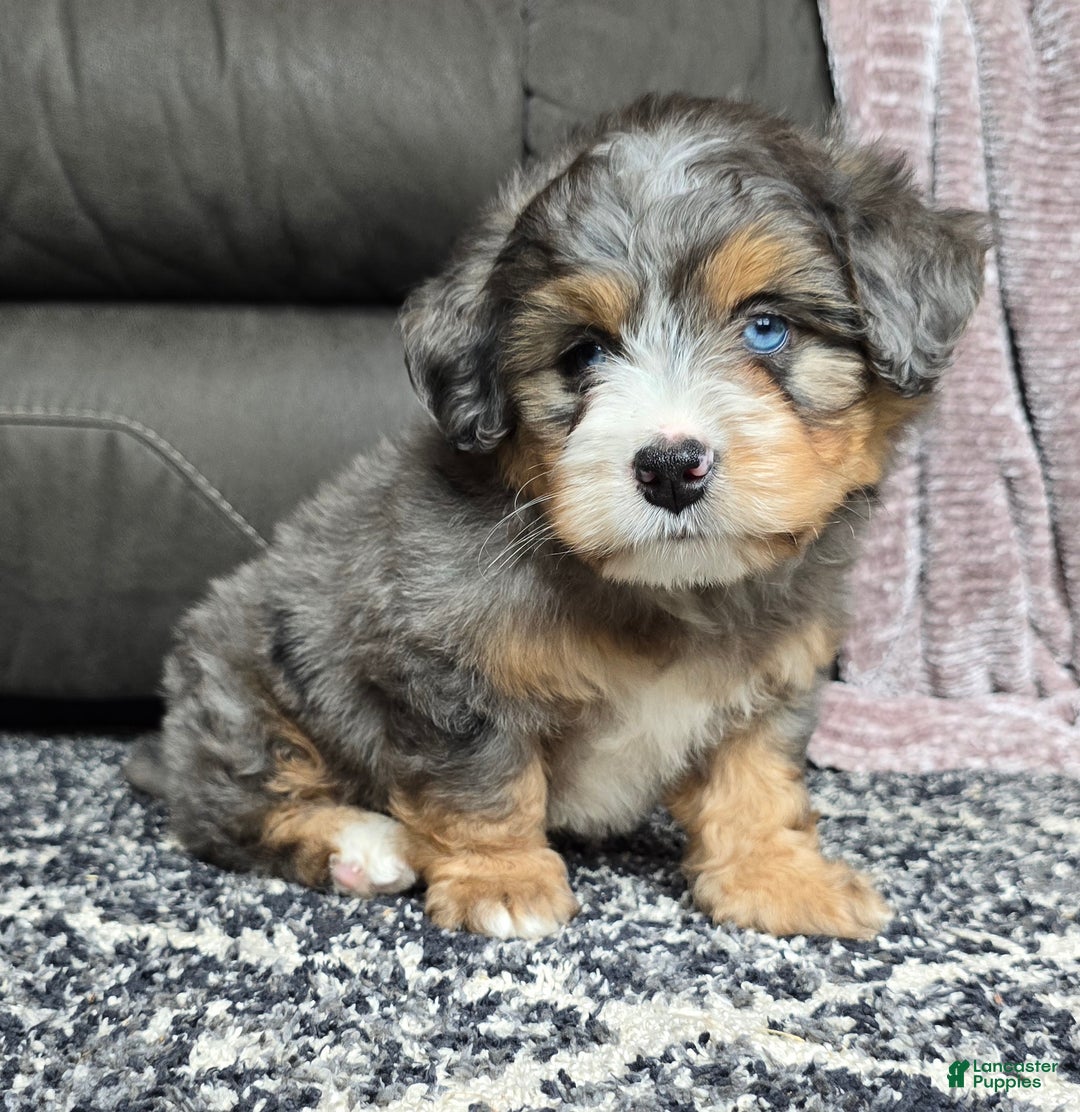 Mini Bernedoodle dogs for sale: Mini Watts - Ad 12