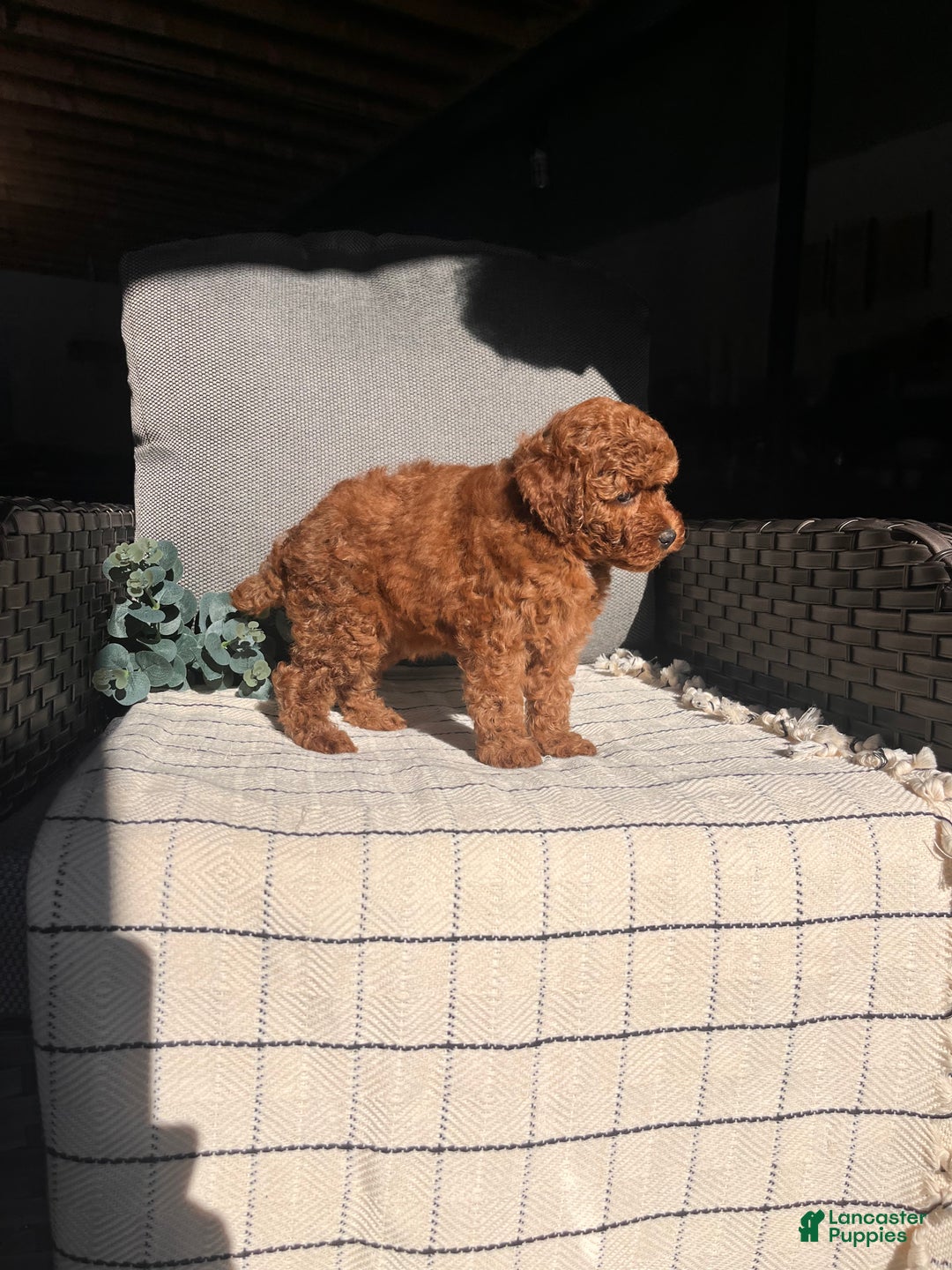 Miniature Poodle dogs for sale: Sweet Anna ❤️🐾Akc Genetic Tested Parents❤️🐾Call 717-529-1907 - Ad 3
