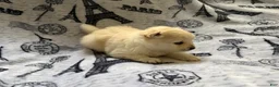Pomeranian dogs for sale: Lace  - Ad 7