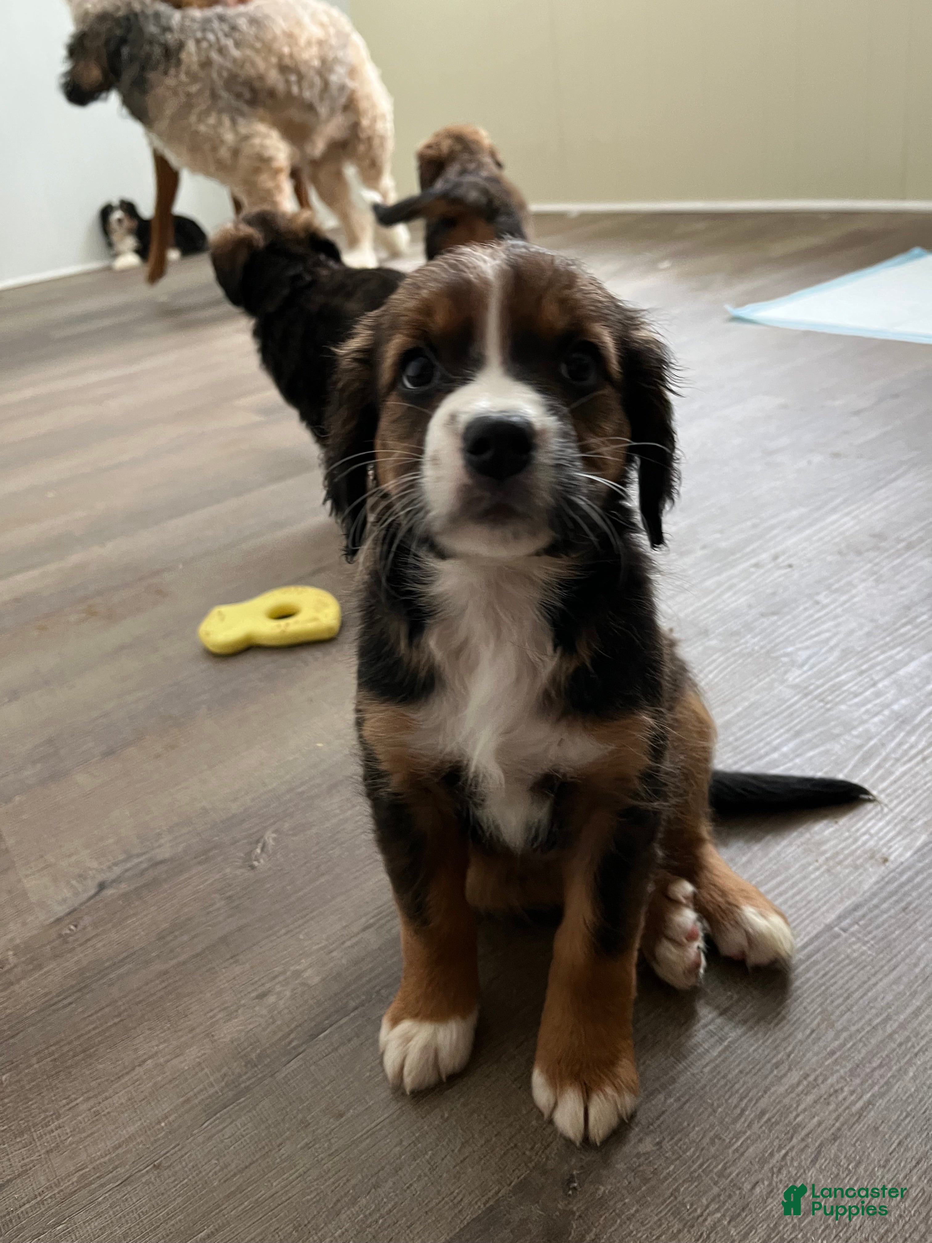 Bernedoodle dogs Penelope  - Ad 1