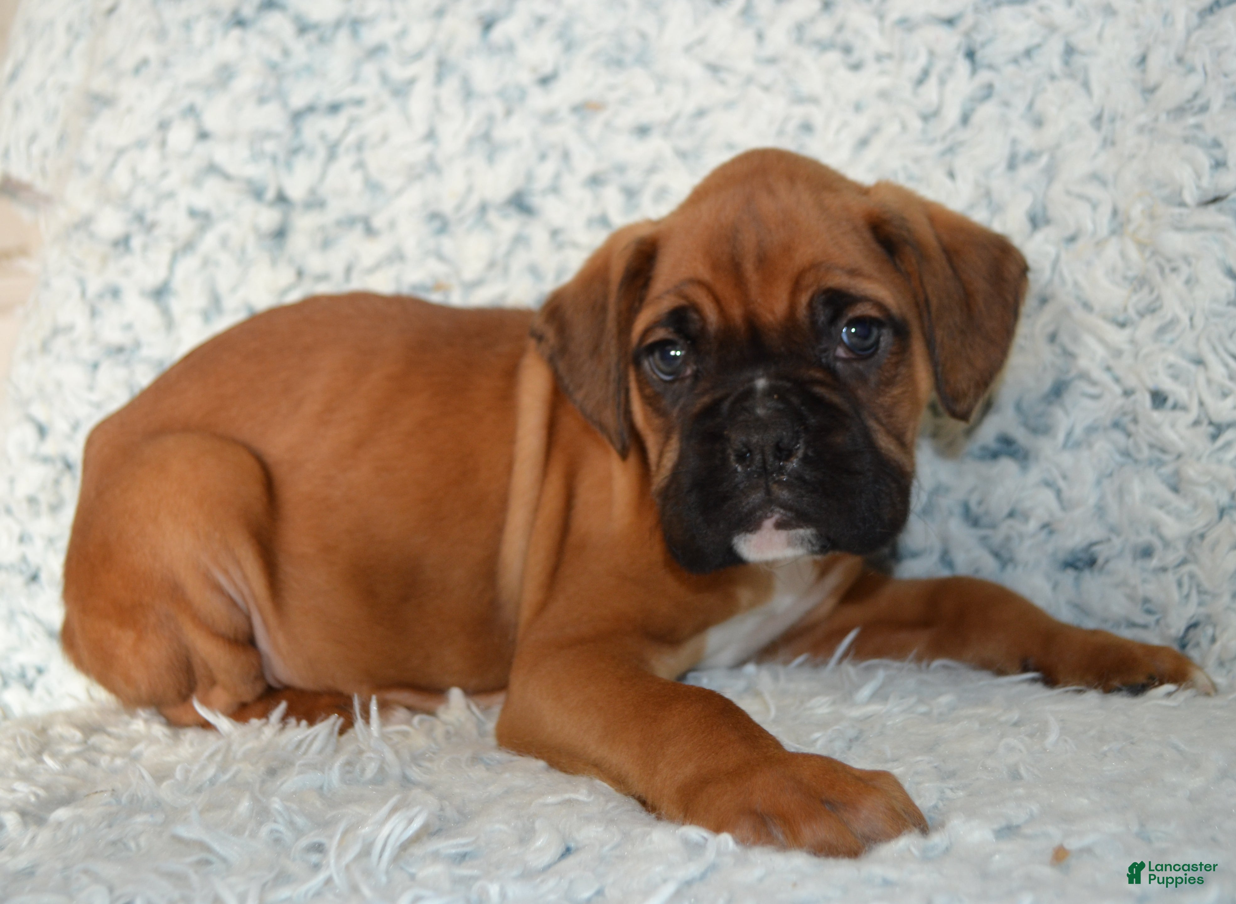 Boxer dogs Ryder - Ad 28