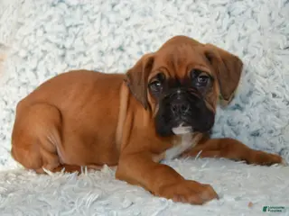 Boxer dogs Ryder - Ad 28