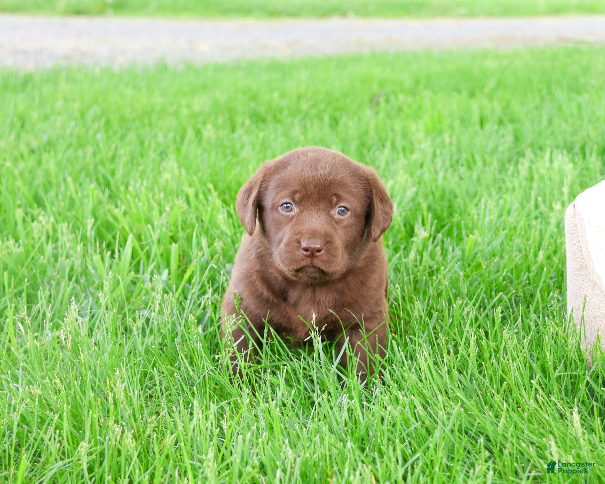 Labrador Retriever dogs Myra  - Ad 11