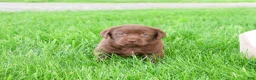 Labrador Retriever dogs for sale: Myra  - Ad 1