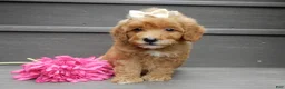 Mini Goldendoodle dogs for sale: Izzy - Ad 2