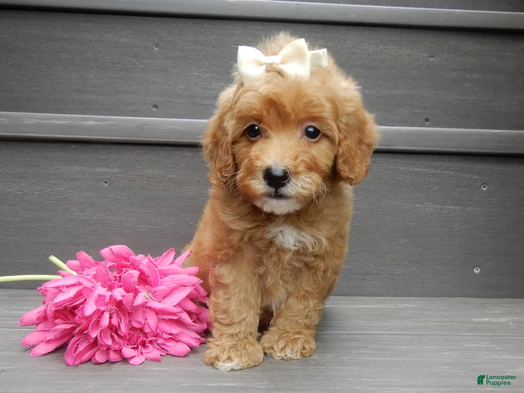 Mini Goldendoodle dogs for sale: Izzy - Ad 2
