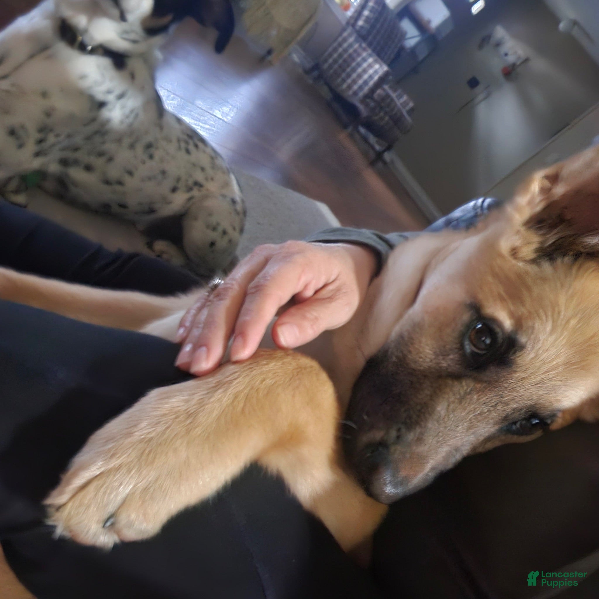 German Shepherd dogs German Shepherd 1 - Ad 28