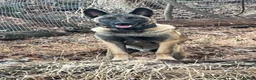 Belgian Malinois dogs for sale: Belgian Malinois Puppy 1 - Ad 2