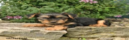 Yorkshire Terrier dogs for sale: Cinnamon - Ad 5